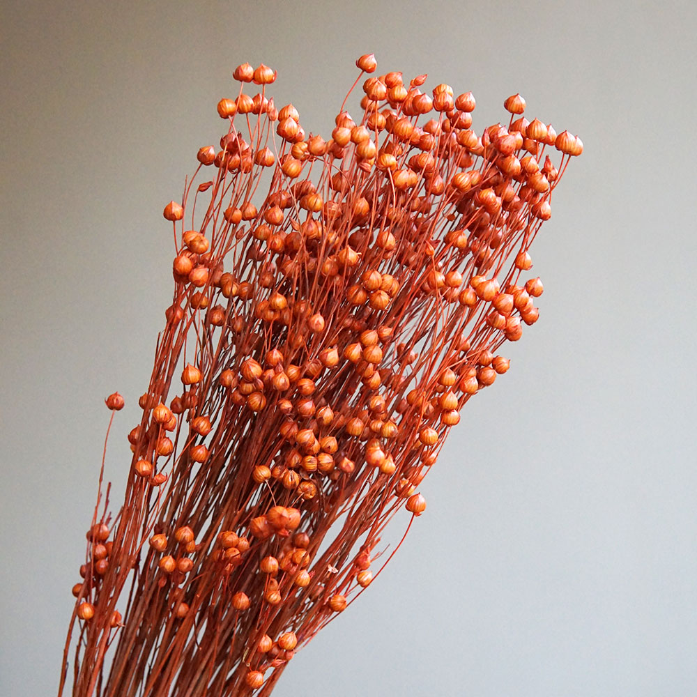 35g/Preserved Ormosia Hosiei N – Dried Flower Bulk recenzja i cena