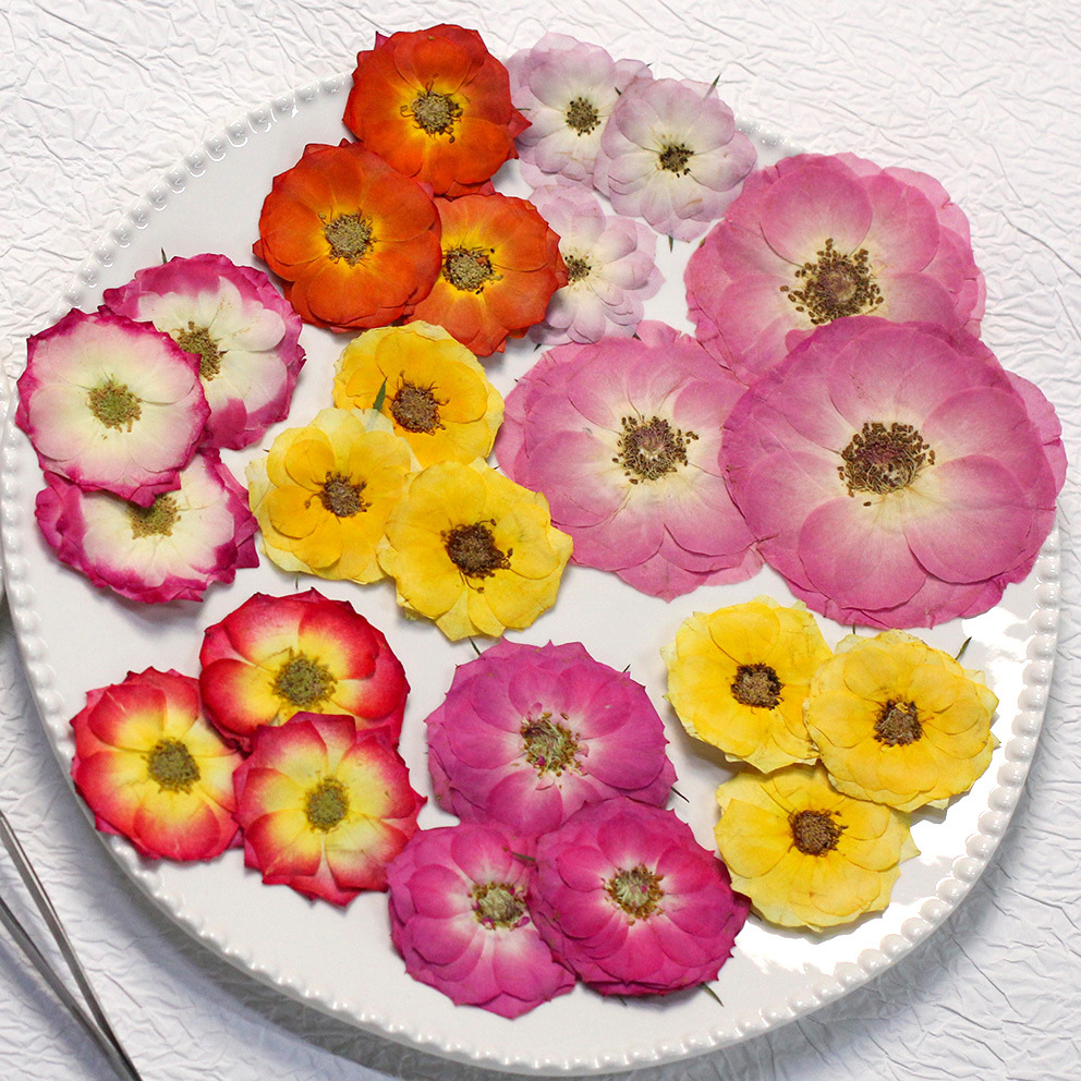 48 Yellow Mixed-Size Pressed R – Dried Flower Bulk recenzja i cena