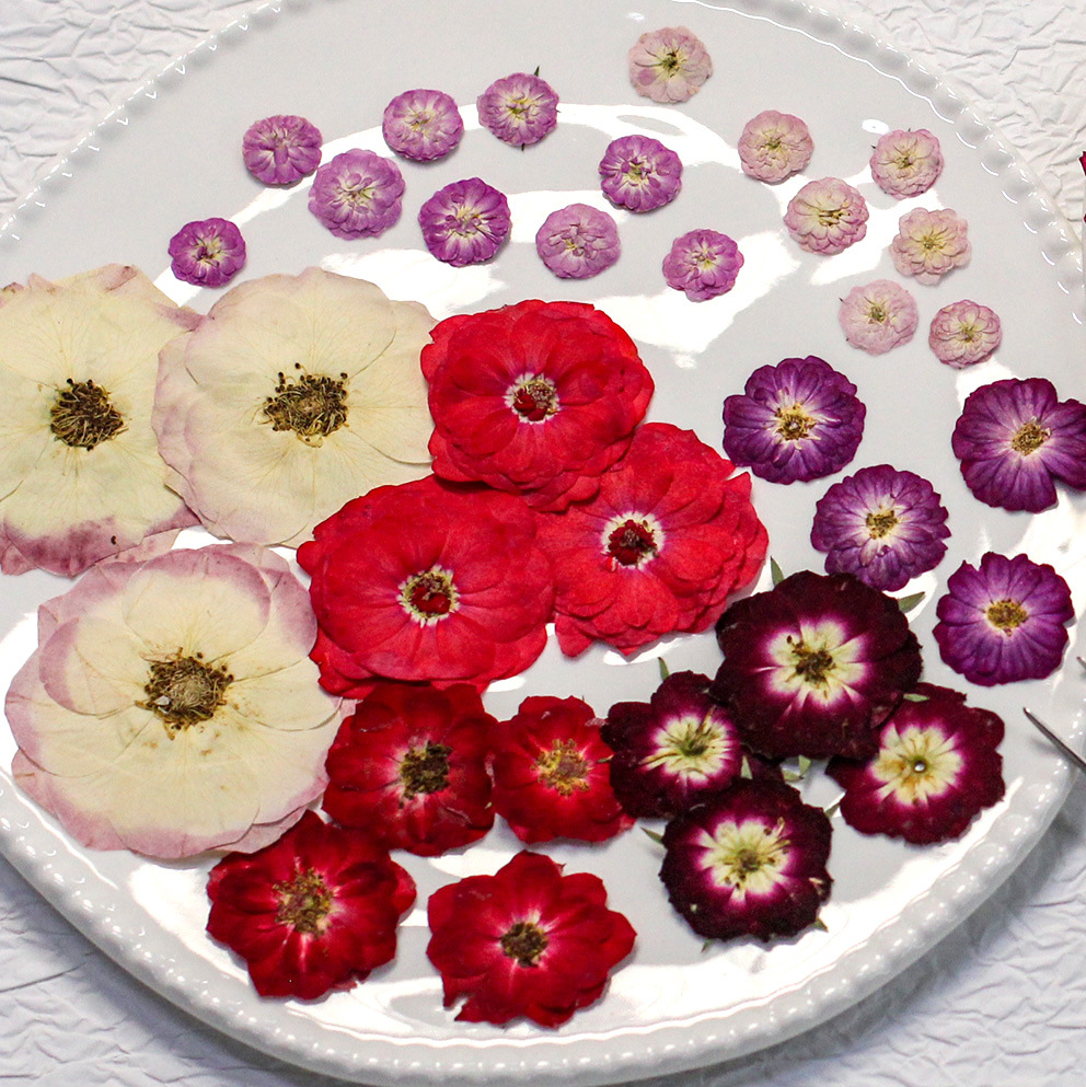 48 Yellow Mixed-Size Pressed R – Dried Flower Bulk recenzja i cena