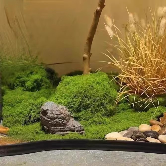 200g Eternal Life Moss DIY Cra – Terrarium Moss Art recenzja i cena