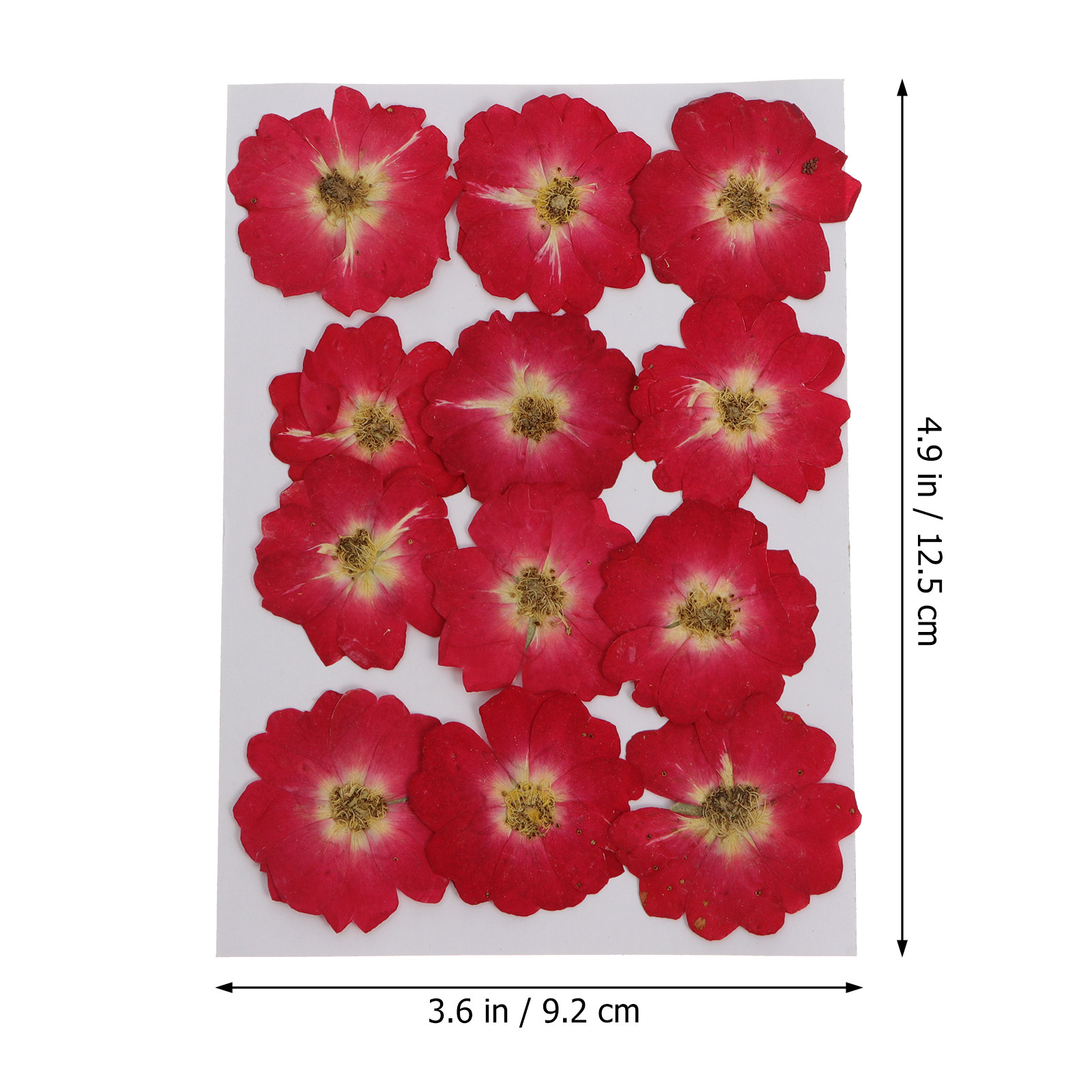 12Pcs Natural Dried Rose Press – Resin Jewelry Kit recenzja i cena