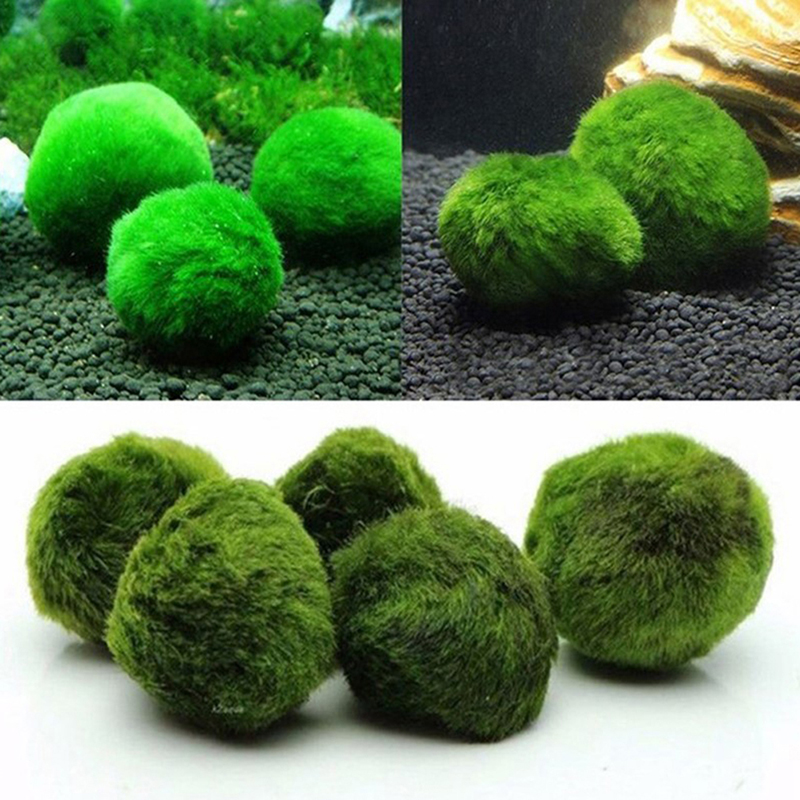 Marimo Moss Balls Live Aquariu – Terrarium Moss Art recenzja i cena