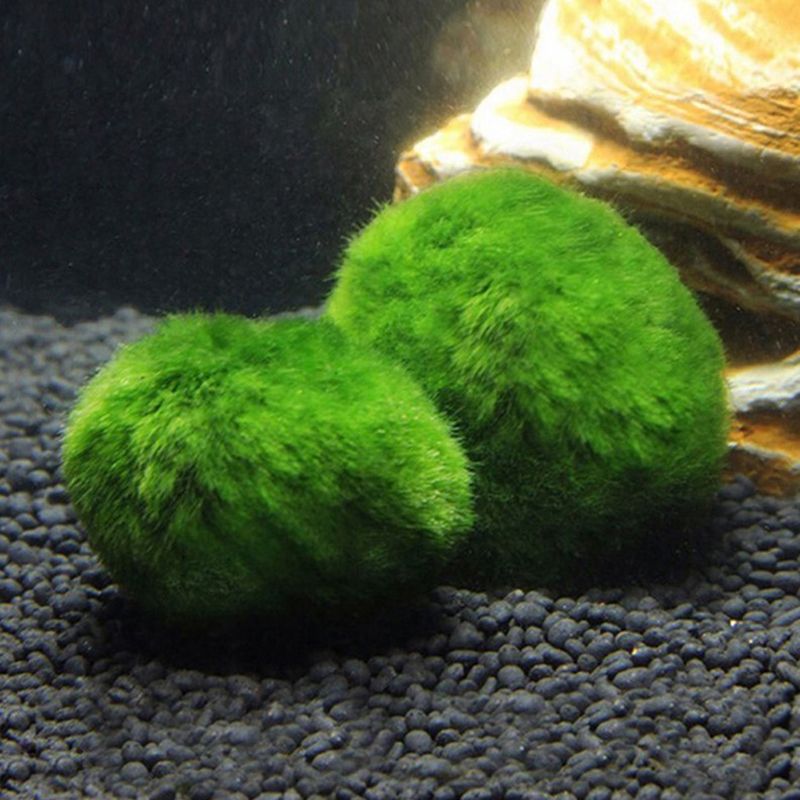 Marimo Moss Balls Live Aquariu – Terrarium Moss Art recenzja i cena