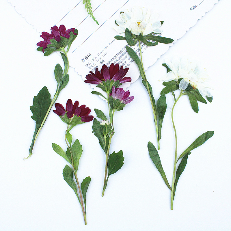 24pcs,Mini Chrysanthemum Press – Resin Craft Ideas recenzja i cena