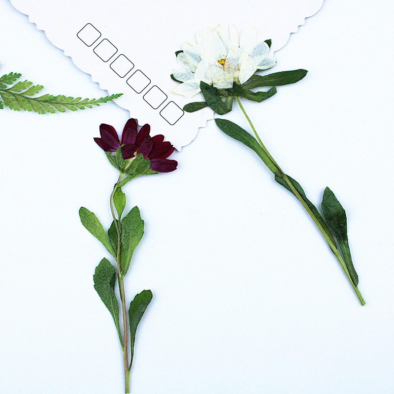 24pcs,Mini Chrysanthemum Press – Resin Craft Ideas recenzja i cena